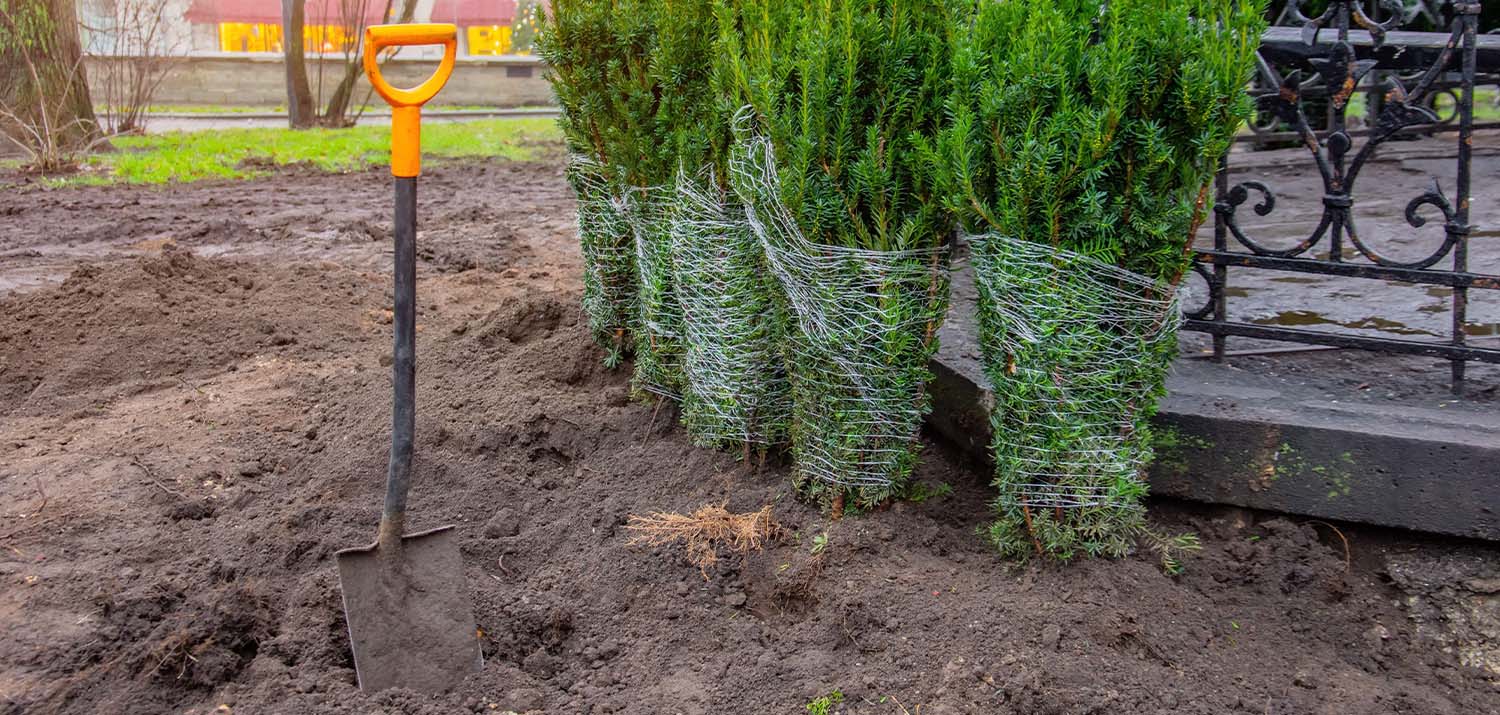 How to care for potgrown Christmas trees Christmas Trees Direct