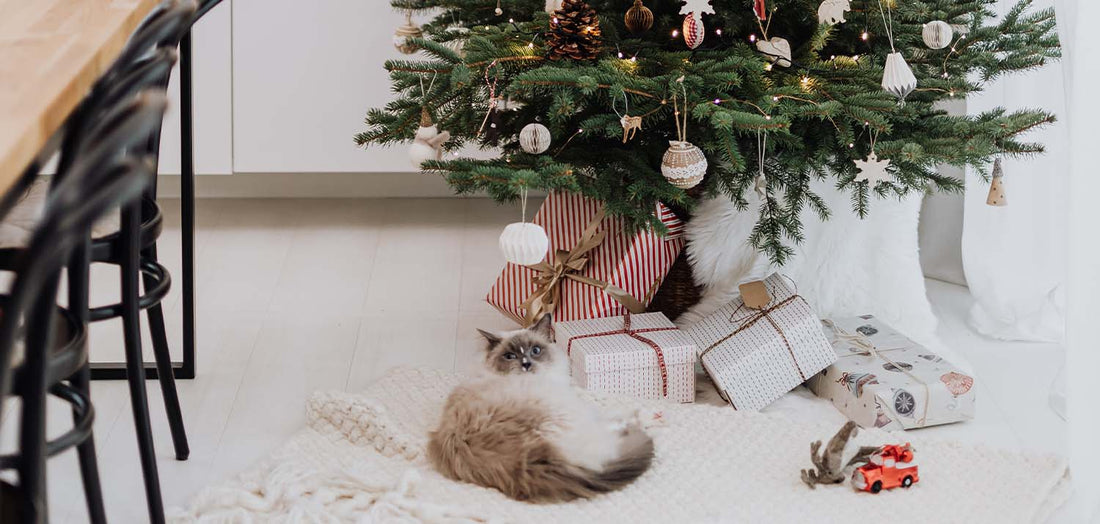 What to do with your potgrown tree after Christmas Christmas Trees