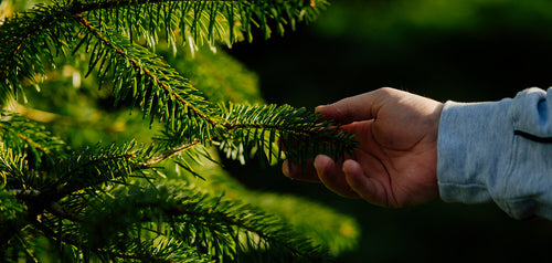 Picking the Right Type of Christmas Tree