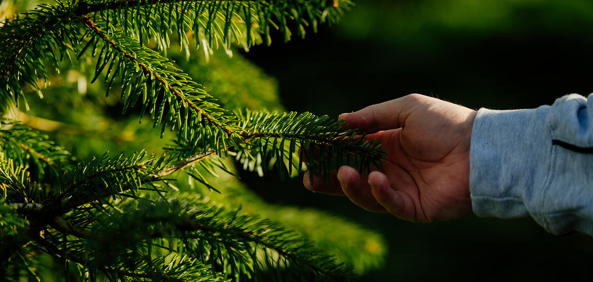 Picking the Right Type of Christmas Tree | Christmas Trees Direct