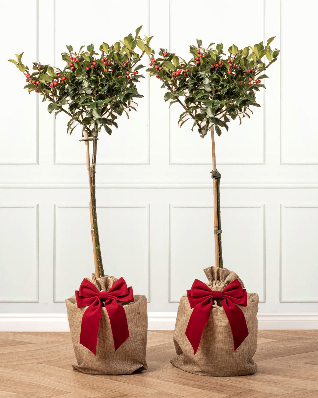 Christmas Plants & Gift Trees