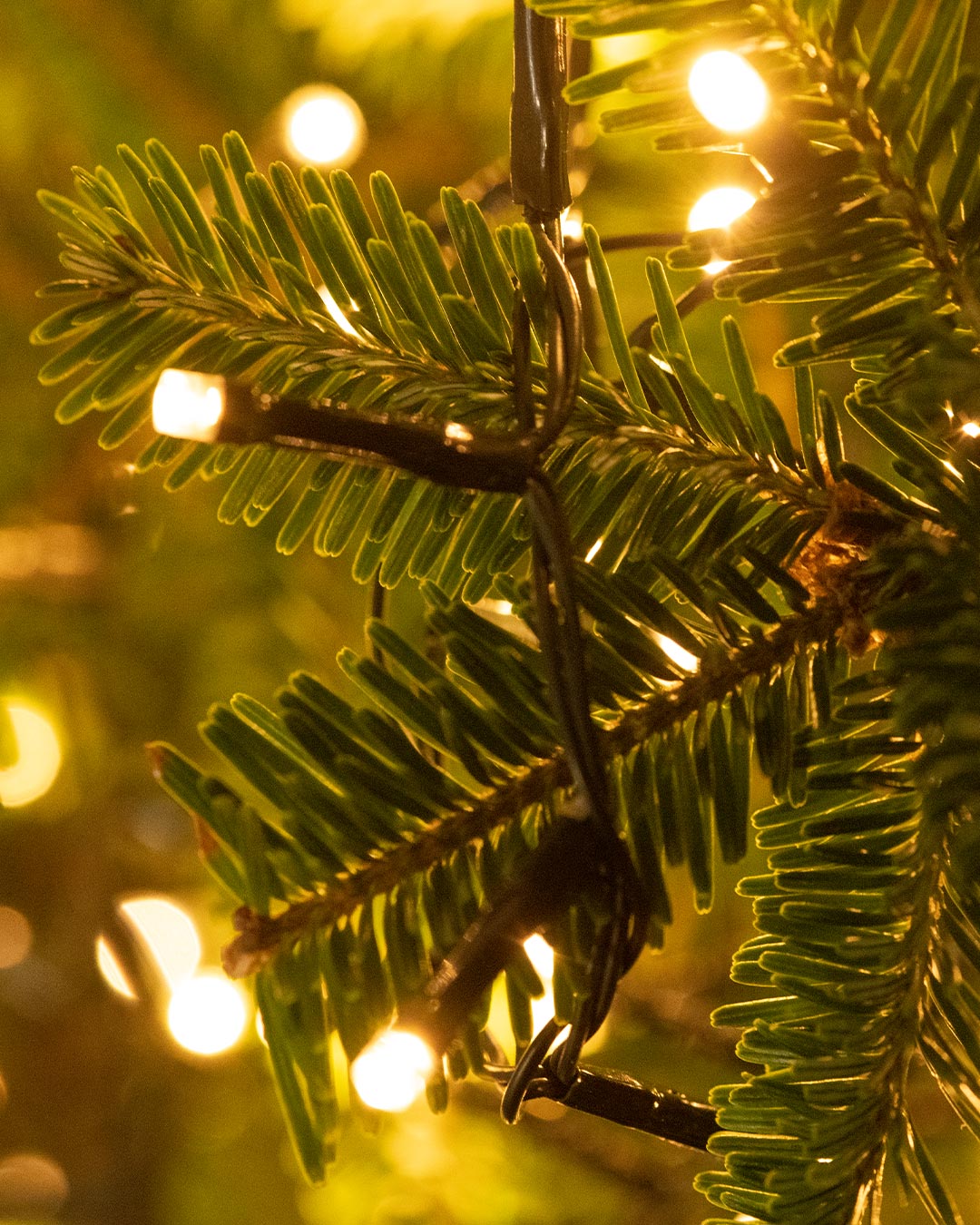Christmas Lights