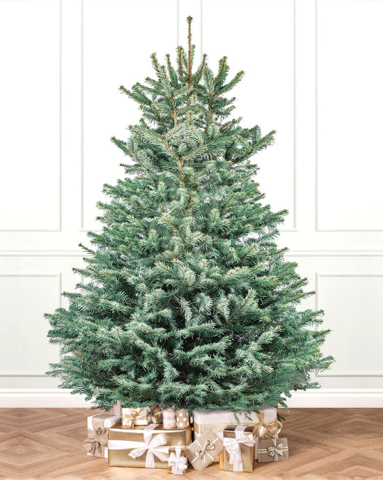 Buy Blue Spruce Christmas Tree Online Free Delivery UK Christmas