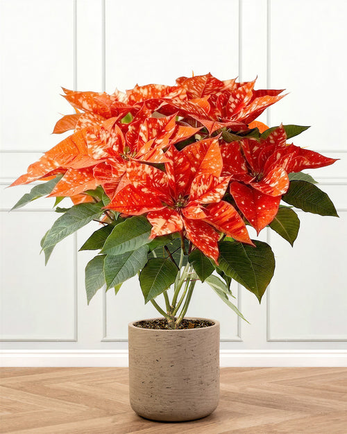 Orange Poinsettia Christmas Plant