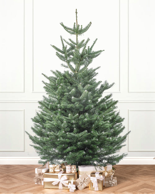 Subalpine Blue Fir Fresh Cut Christmas Trees