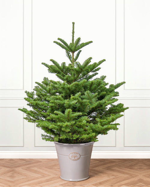 Noble Fir Pot Grown Christmas Trees