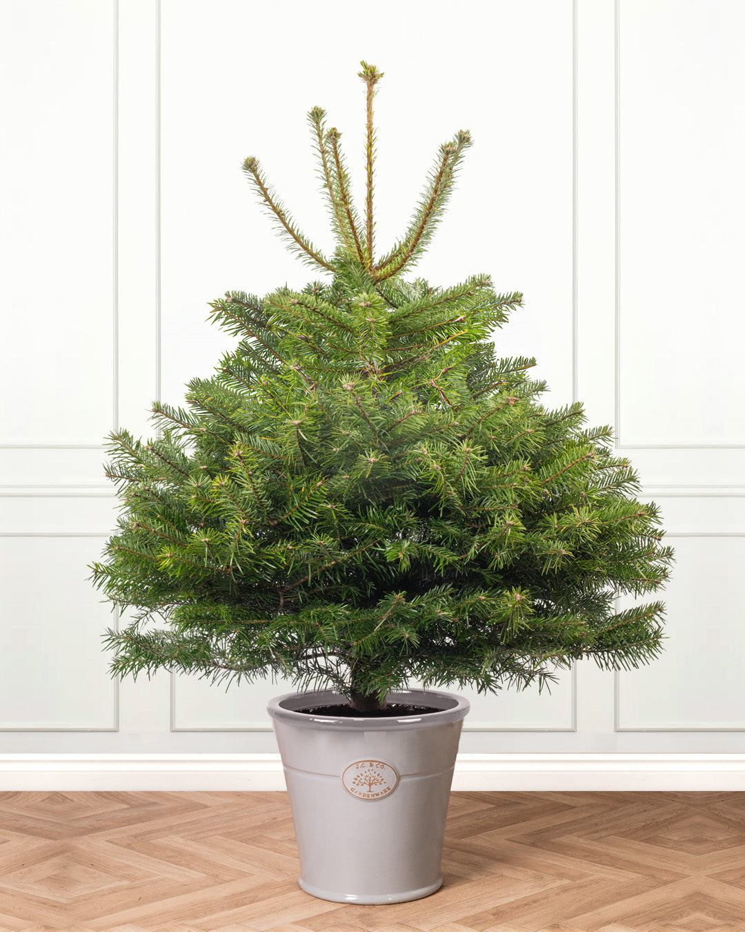 Buy Turkish Fir Pot Grown Christmas Tree | Free Delivery UK – Christmas ...