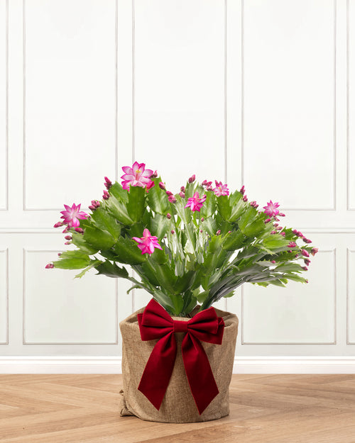 Pink Christmas Cactus with Christmas Gift Wrap