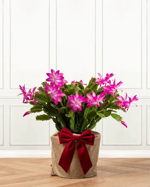 Pink Christmas Cactus with Christmas Gift Wrap
