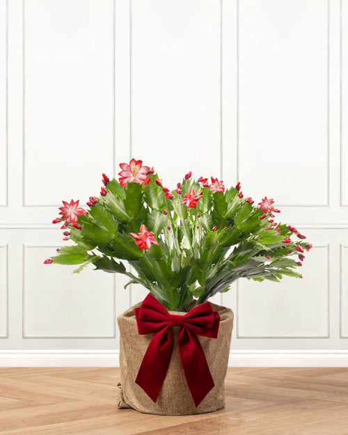 Red Christmas Cactus with Christmas Gift Wrap