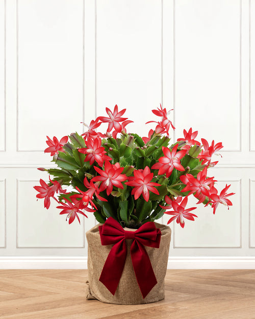 Red Christmas Cactus with Christmas Gift Wrap