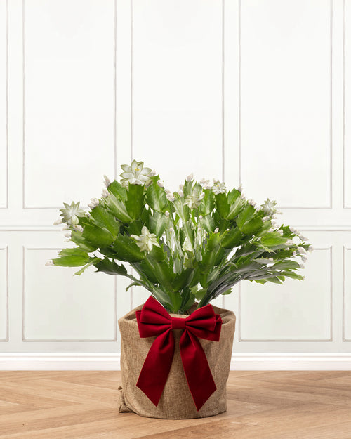 White Christmas Cactus with Christmas Gift Wrap