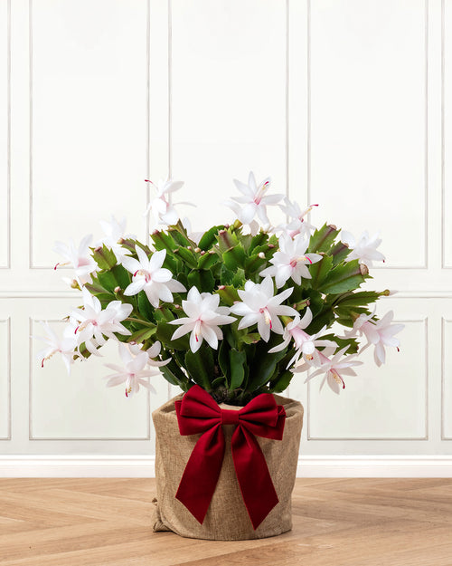 White Christmas Cactus with Christmas Gift Wrap