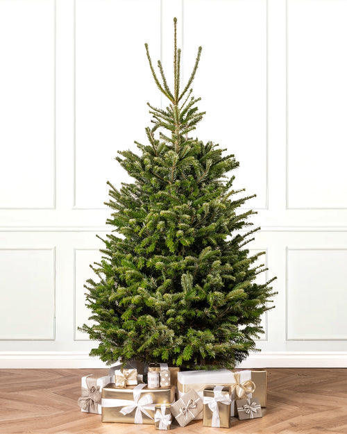 Slimline Nordmann Fir Fresh Cut Christmas Trees