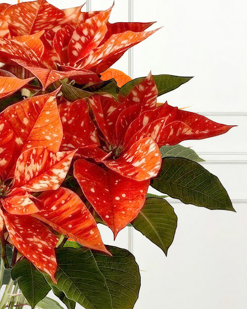 Orange Poinsettia Christmas Plant