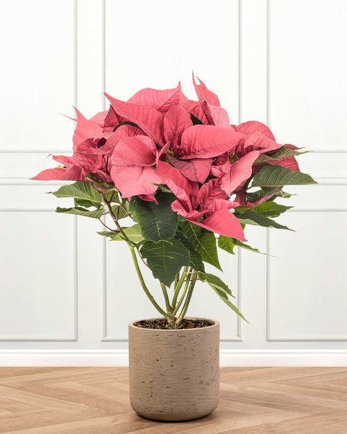 Pink Poinsettia Christmas Plant