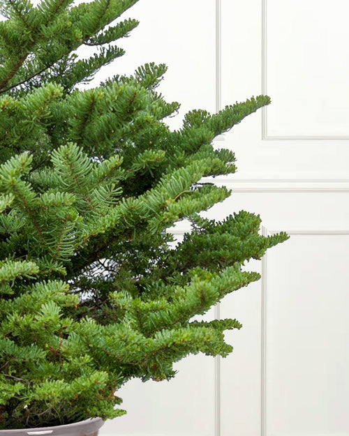 Noble Fir Pot Grown Christmas Trees