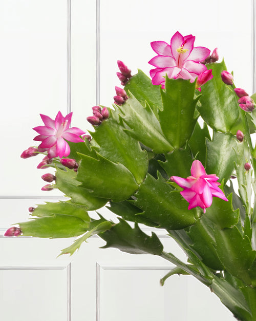 Pink Christmas Cactus with Christmas Gift Wrap