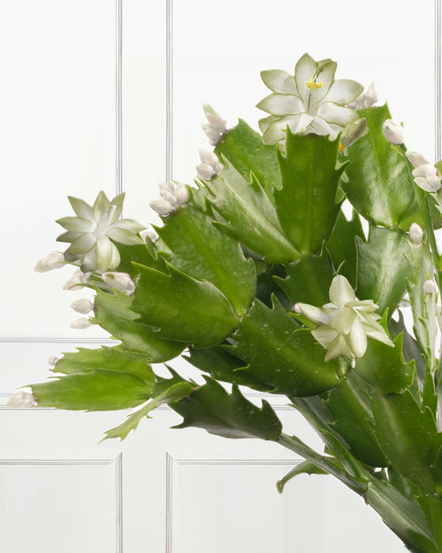 White Christmas Cactus with Christmas Gift Wrap