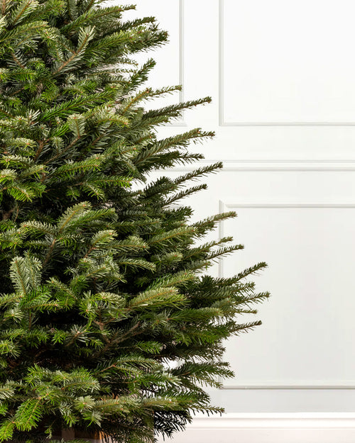 Slimline Nordmann Fir Fresh Cut Christmas Trees