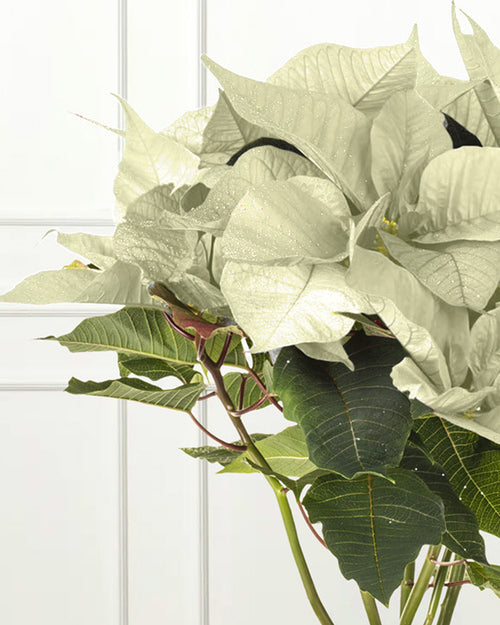 White Poinsettia Christmas Plant