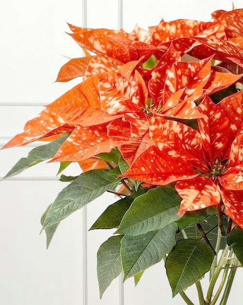 Orange Poinsettia Christmas Plant