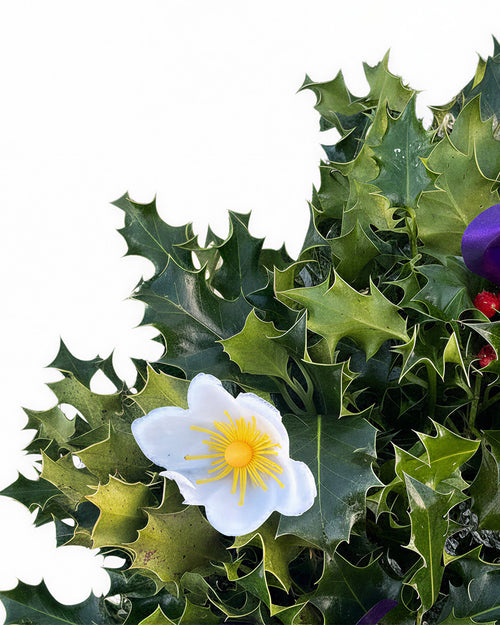 Purple Ribbon Holly Christmas Wreath - Luxury Natural