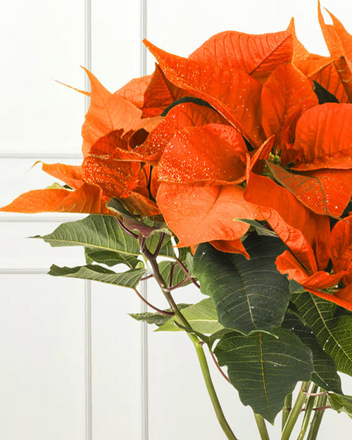 Orange Poinsettia Christmas Plant