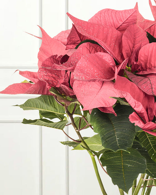 Pink Poinsettia Christmas Plant