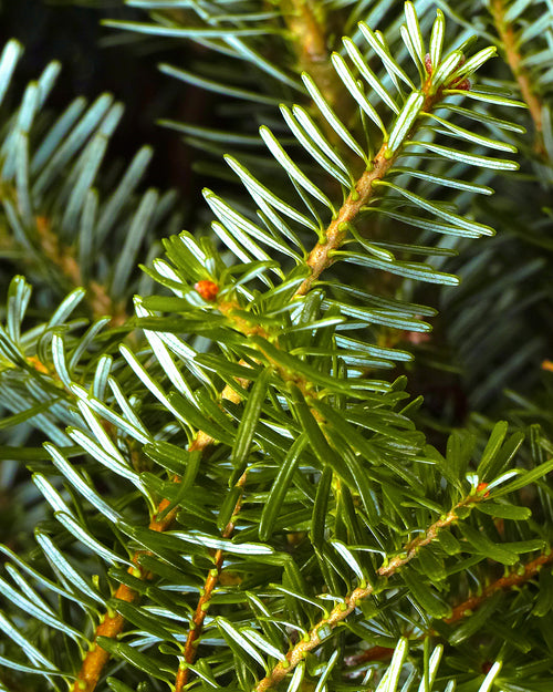 Korean Fir Fresh Cut Christmas Trees