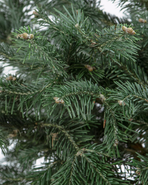 Subalpine Blue Fir Pot Grown Christmas Trees