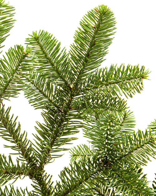 Noble Fir Pot Grown Christmas Trees