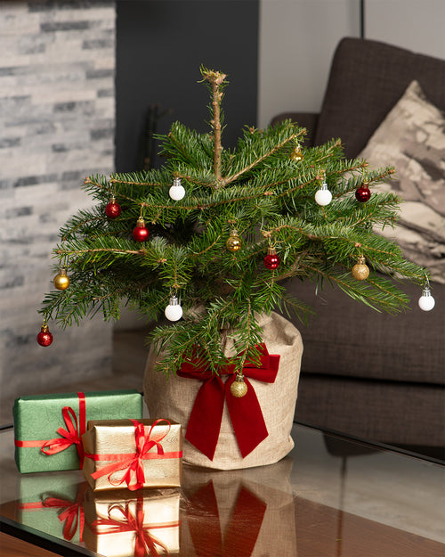 Nordmann Fir Pot Grown Tabletop Christmas Trees