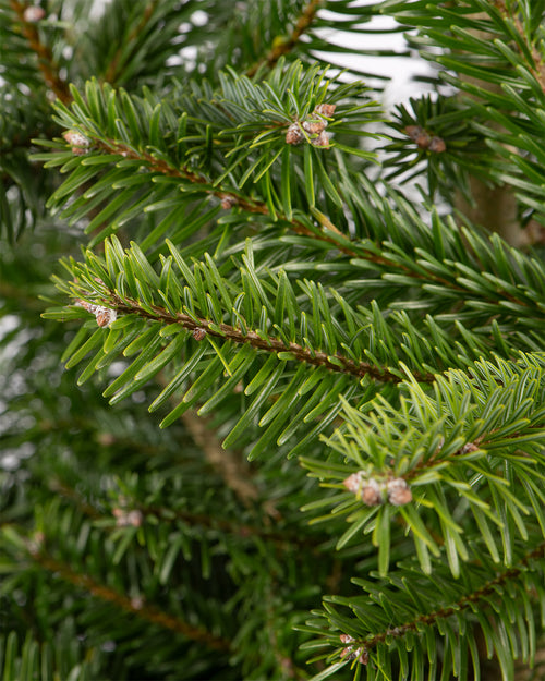 Turkish Fir Pot Grown Christmas Trees