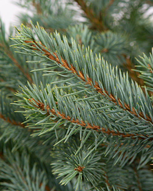 Blue Spruce Pot Grown Christmas Trees