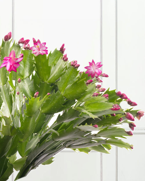 Pink Christmas Cactus with Christmas Gift Wrap