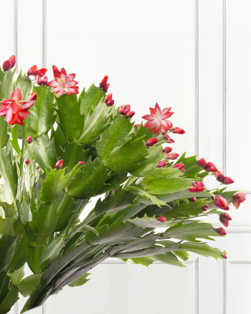 Red Christmas Cactus with Christmas Gift Wrap