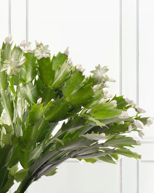 White Christmas Cactus with Christmas Gift Wrap