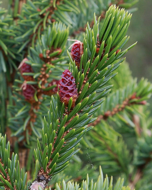 Serbian Spruce Pot Grown Christmas Trees