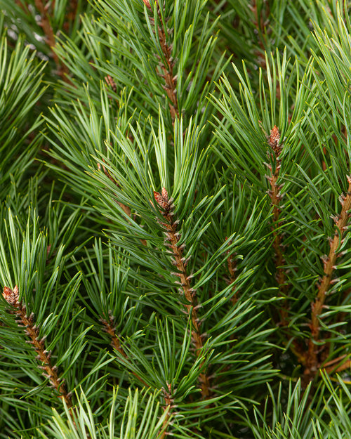 Scots Pine Pot Grown Christmas Trees