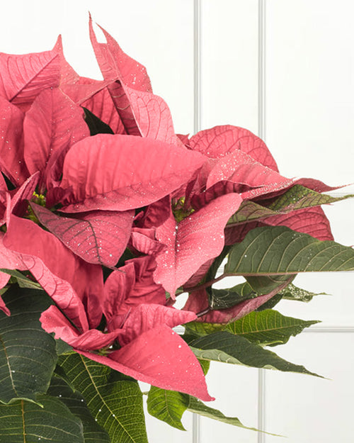 Pink Poinsettia Christmas Plant