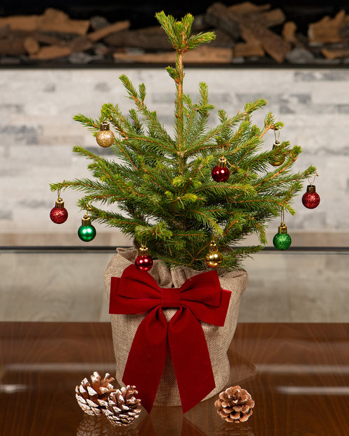 Norway Spruce Pot Grown Tabletop Christmas Trees