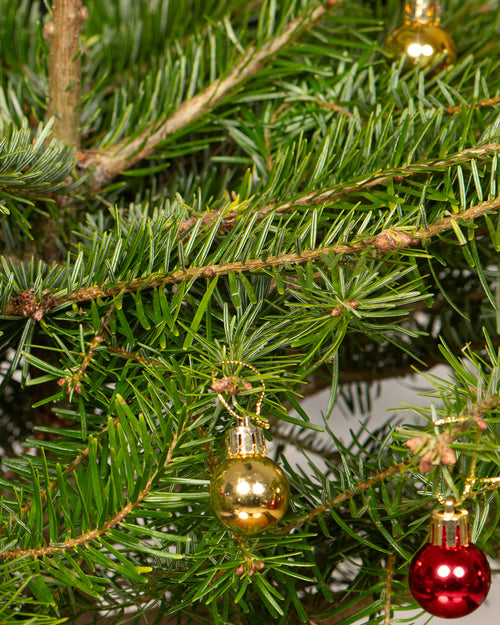 Nordmann Fir Pot Grown Tabletop Christmas Trees