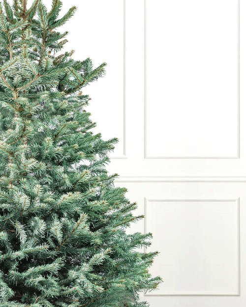Blue Spruce Fresh Cut Christmas Trees