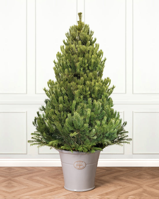 Buy Scots Pine Potted Christmas Tree Christmas Trees Direct