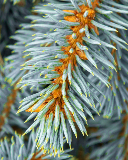 Blue Spruce Fresh Cut Christmas Trees