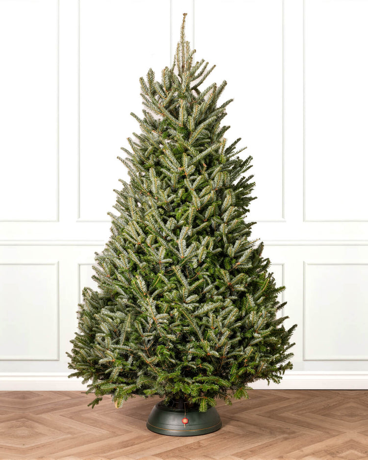 Buy Real Christmas Trees Online Christmas Trees Direct