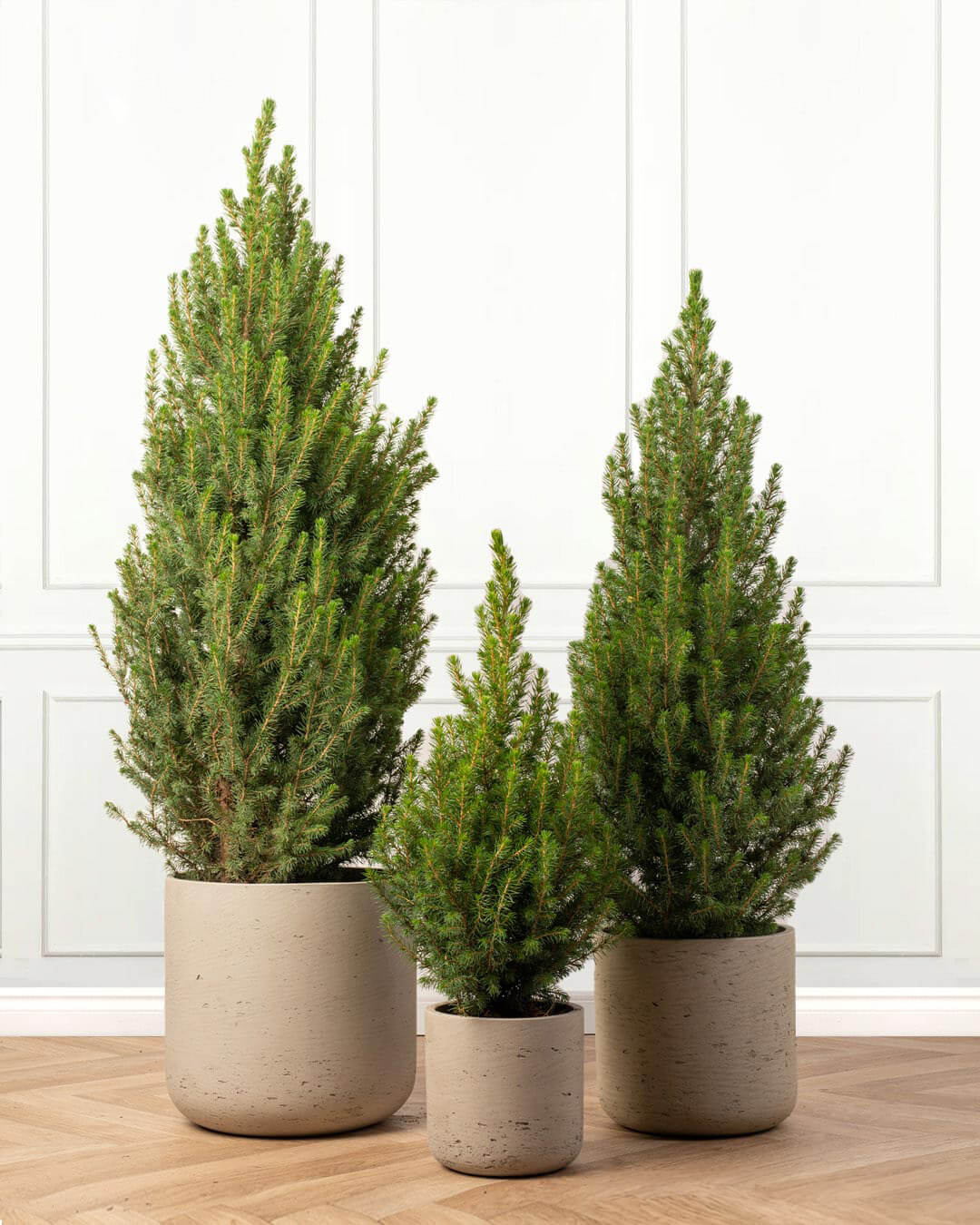 Picea Glauca Conica Pot Grown Tree