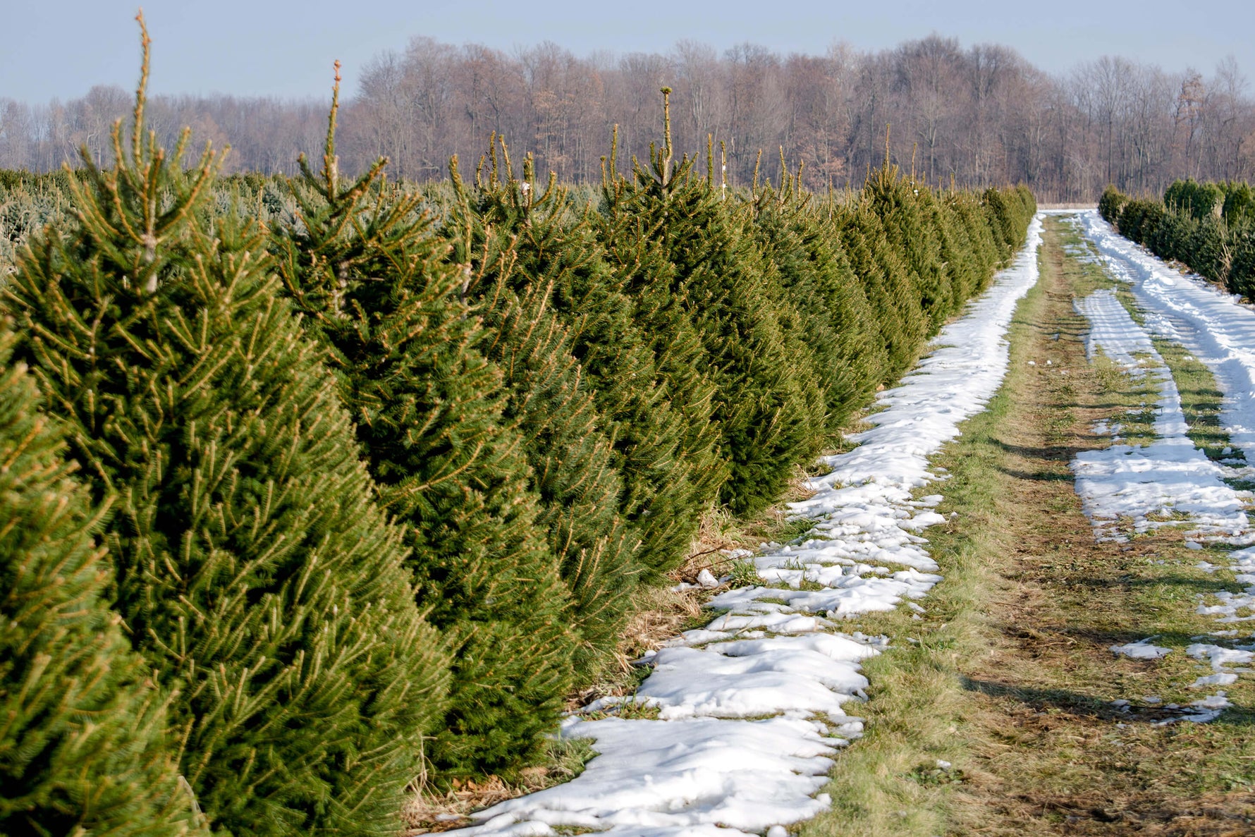 Real Christmas Trees Online Christmas Trees Direct