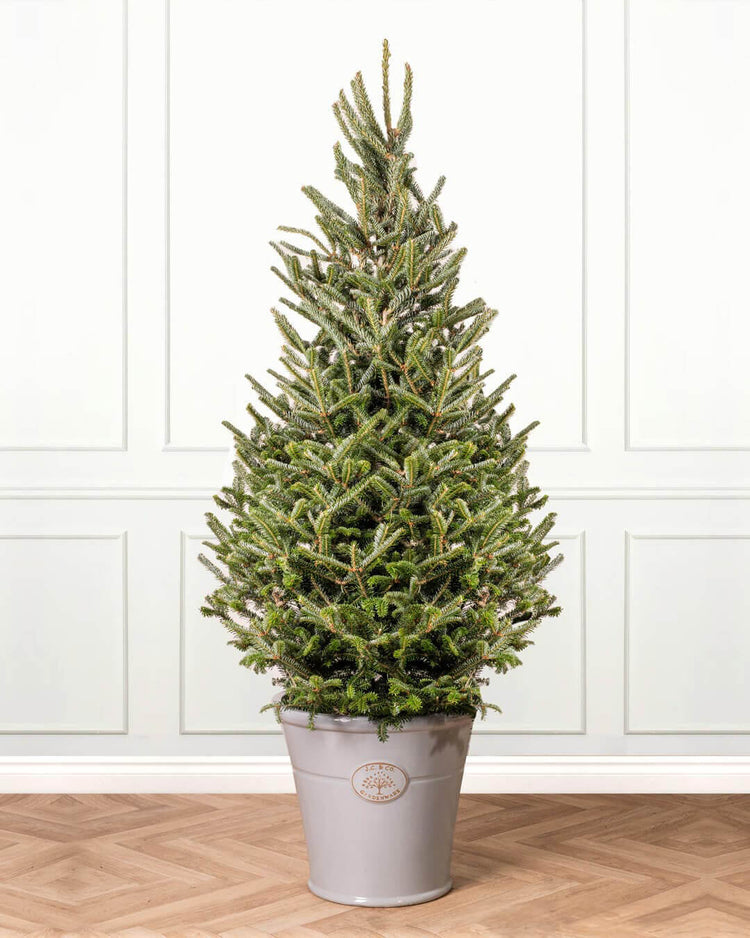 Buy Fraser Fir Potted Christmas Tree Christmas Trees Direct